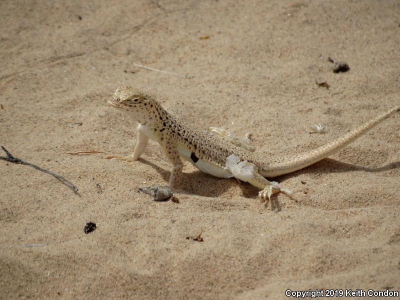 Mojave Fringe-toed Lizard (Uma scoparia)