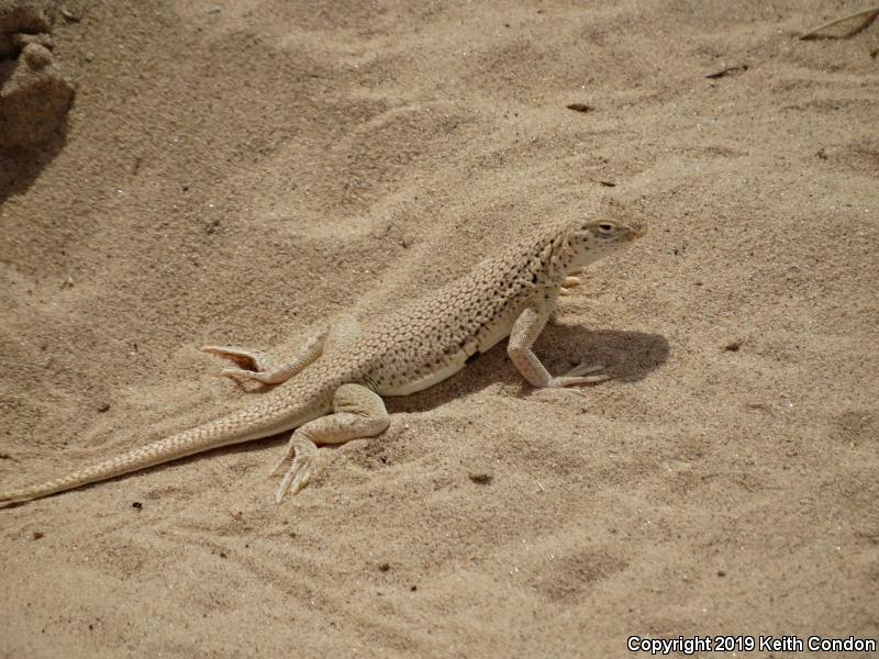 Mojave Fringe-toed Lizard (Uma scoparia)