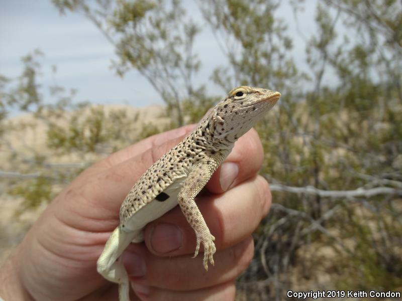 Mojave Fringe-toed Lizard (Uma scoparia)