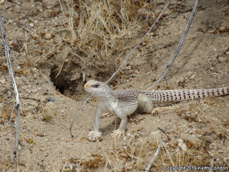 Northern Desert Iguana (Dipsosaurus dorsalis dorsalis)