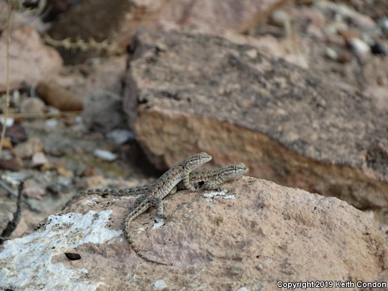 Nevada Side-blotched Lizard (Uta stansburiana nevadensis)