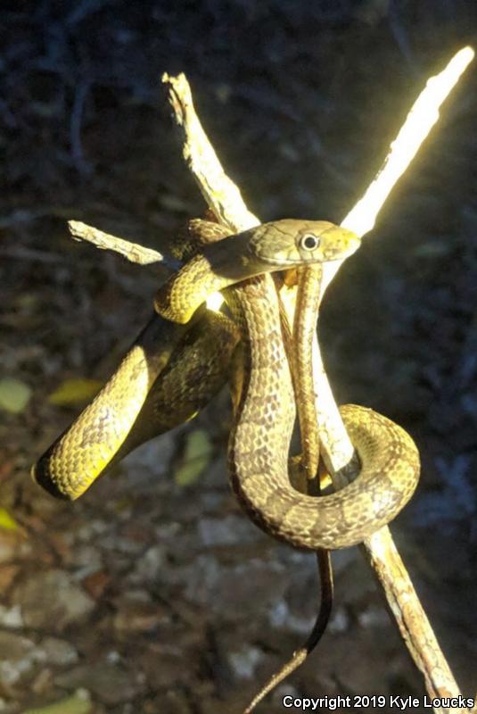 Yellow Ratsnake (Pantherophis obsoletus quadrivittatus)