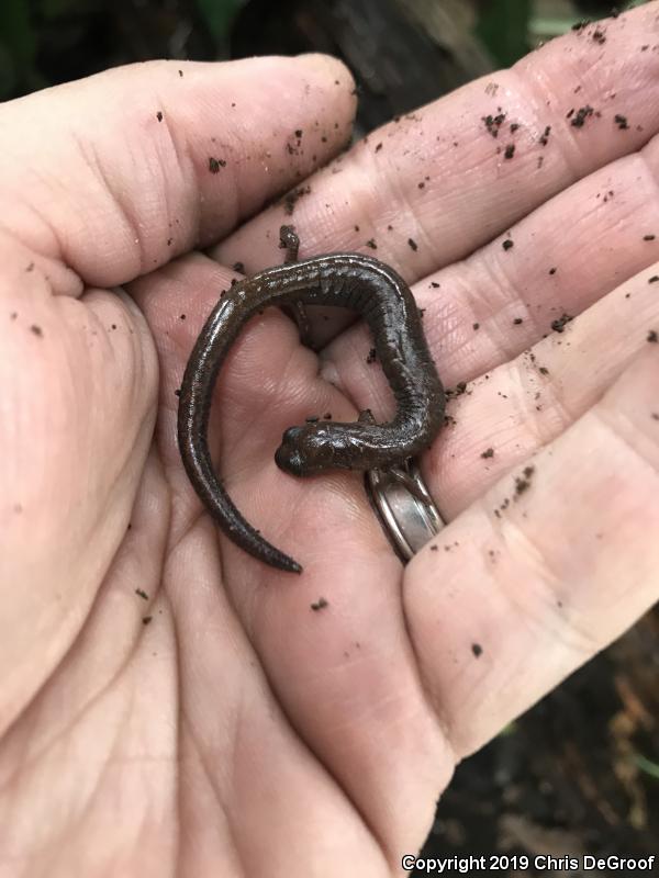 Garden Slender Salamander (Batrachoseps major)