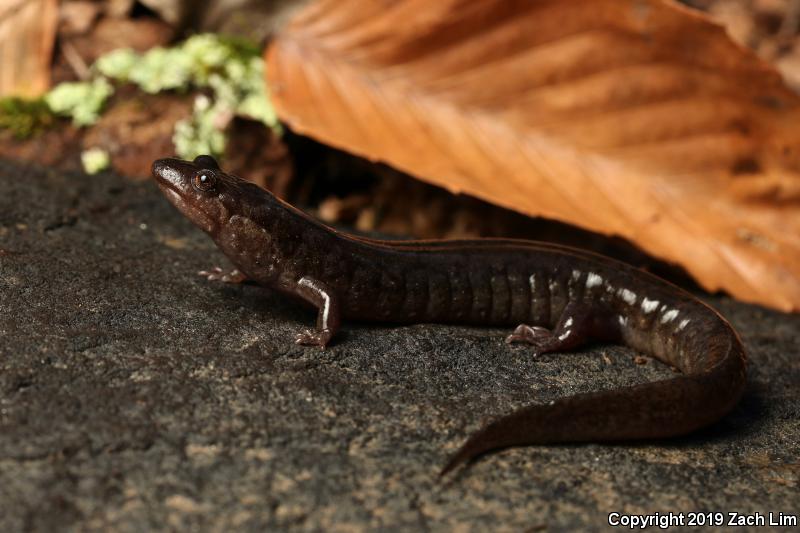 Spotted Dusky Salamander (Desmognathus conanti)