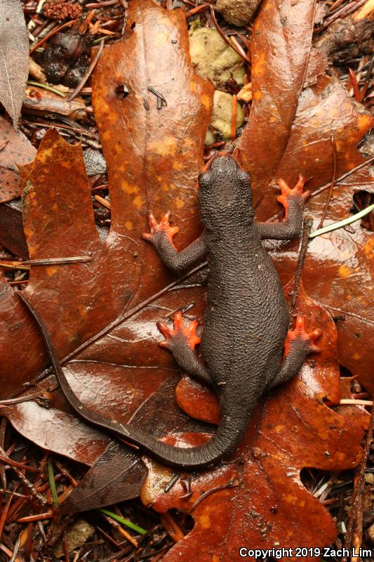 Red-bellied Newt (Taricha rivularis)