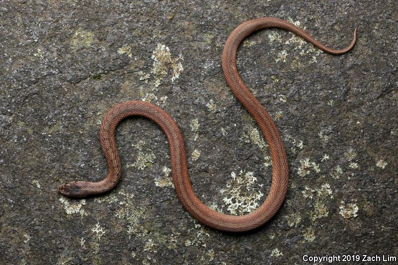 Northern Brownsnake (Storeria dekayi dekayi)