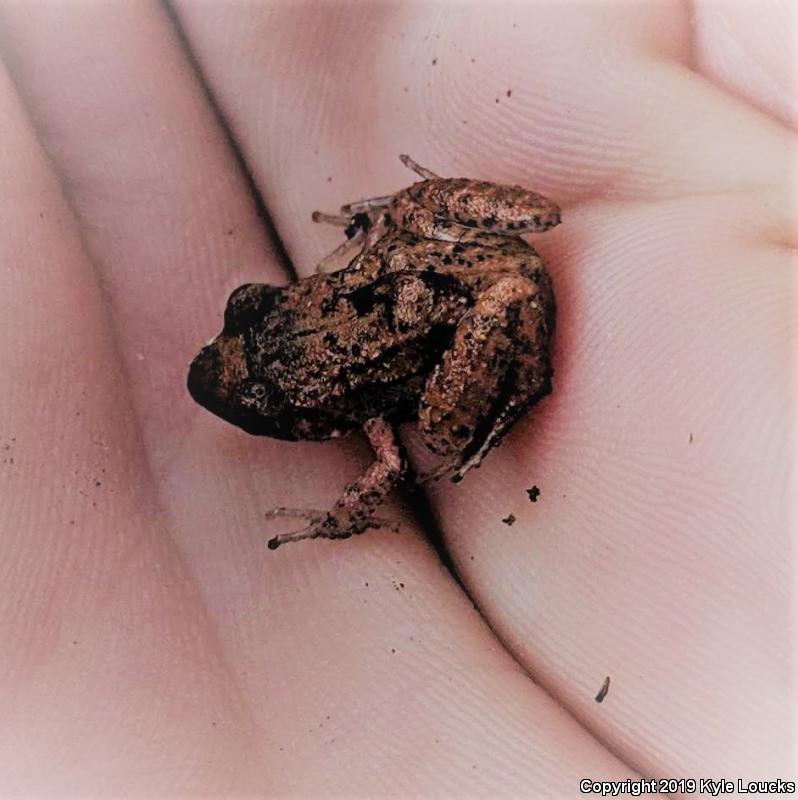 Greenhouse Frog (Eleutherodactylus planirostris)