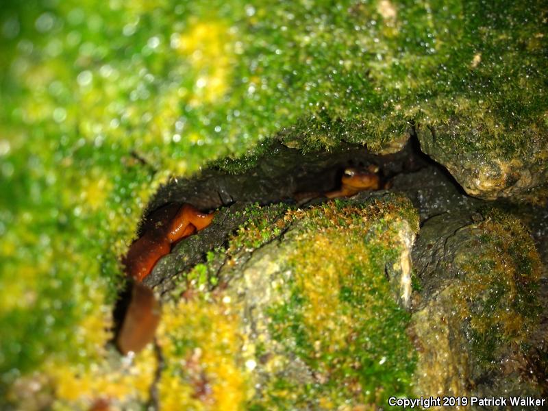 Sierra Newt (Taricha torosa sierrae)