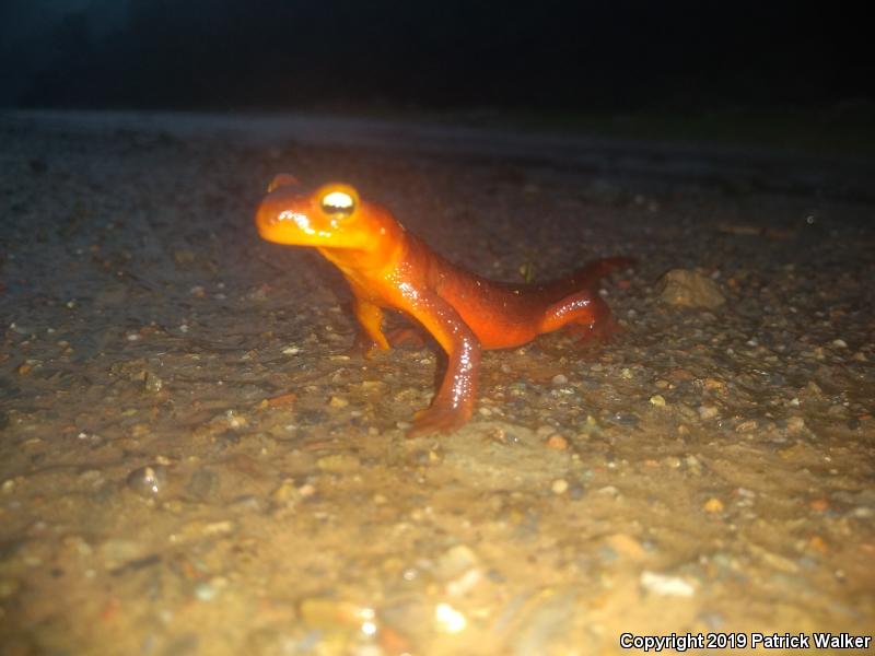 Sierra Newt (Taricha torosa sierrae)