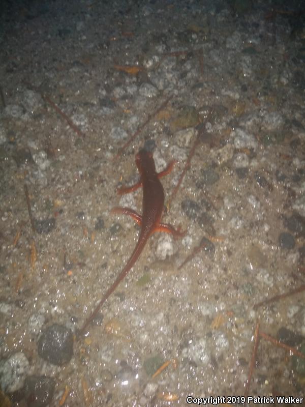 Sierra Newt (Taricha torosa sierrae)