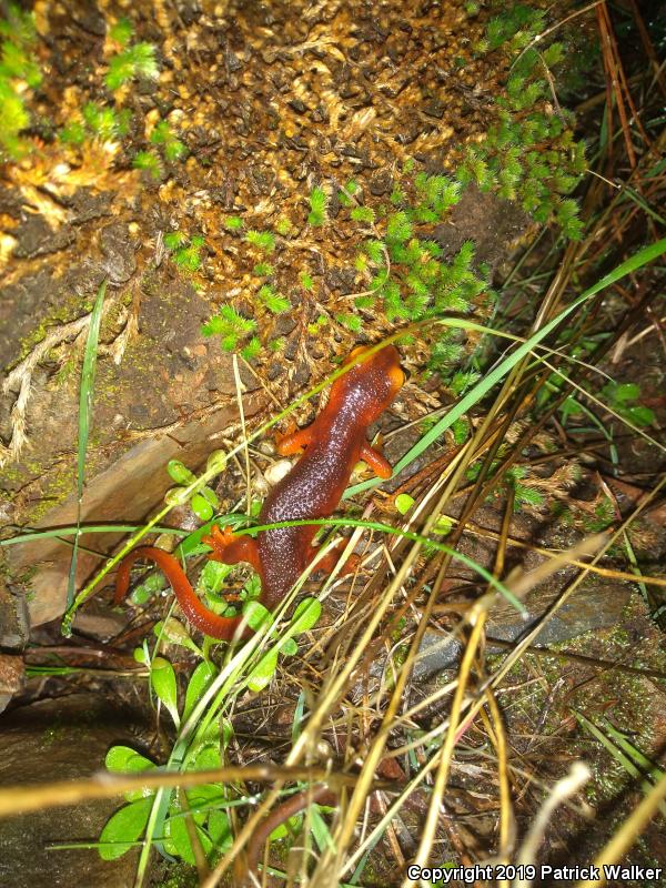 Sierra Newt (Taricha torosa sierrae)