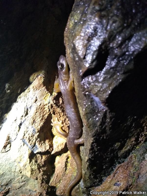 Limestone Salamander (Hydromantes brunus)