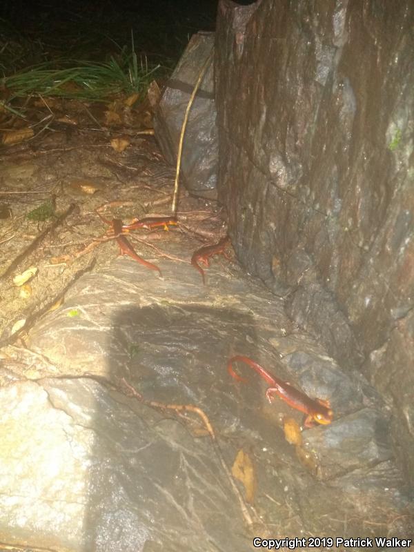 Sierra Newt (Taricha torosa sierrae)