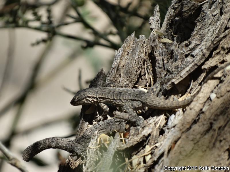 Long-tailed Brush Lizard (Urosaurus graciosus)