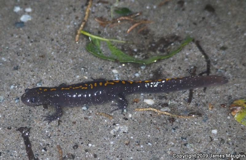 Santa Cruz Long-toed Salamander (Ambystoma macrodactylum croceum)