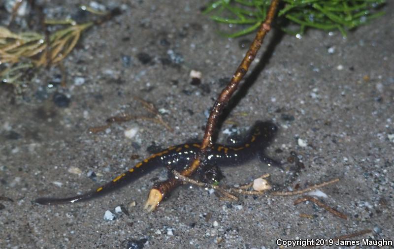 Santa Cruz Long-toed Salamander (Ambystoma macrodactylum croceum)