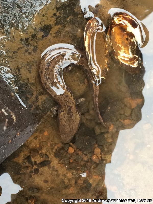 Common Mudpuppy (Necturus maculosus maculosus)