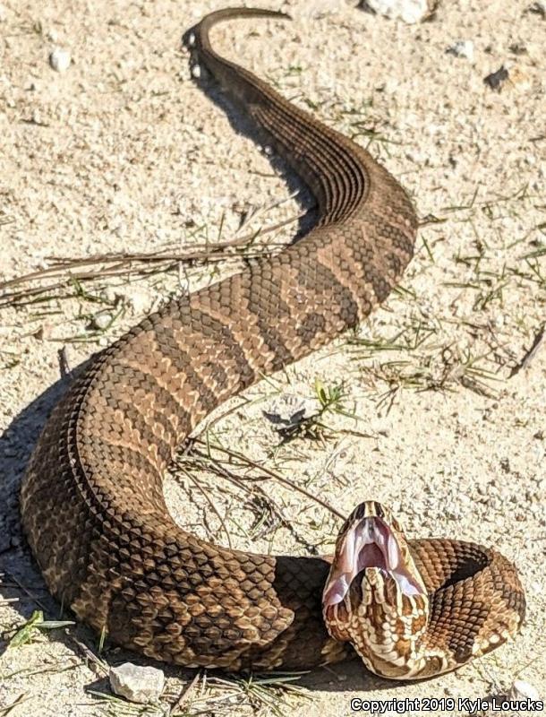 Florida Cottonmouth (Agkistrodon piscivorus conanti)