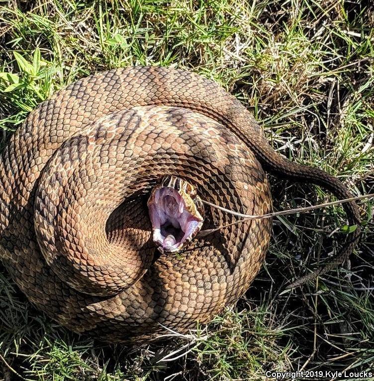 Florida Cottonmouth (Agkistrodon piscivorus conanti)