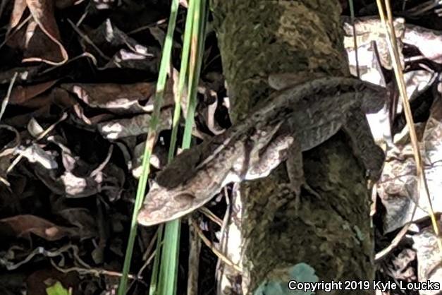 Cuban Brown Anole (Anolis sagrei sagrei)