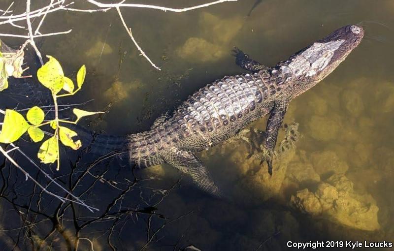 American Alligator (Alligator mississippiensis)