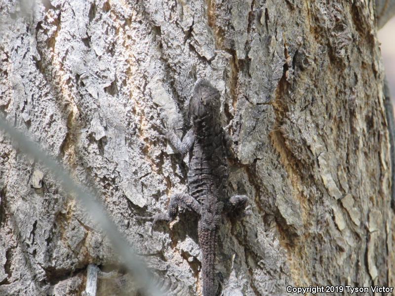 Northern Tree Lizard (Urosaurus ornatus wrighti)