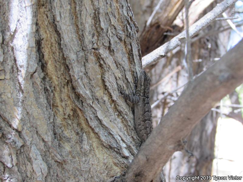 Northern Tree Lizard (Urosaurus ornatus wrighti)