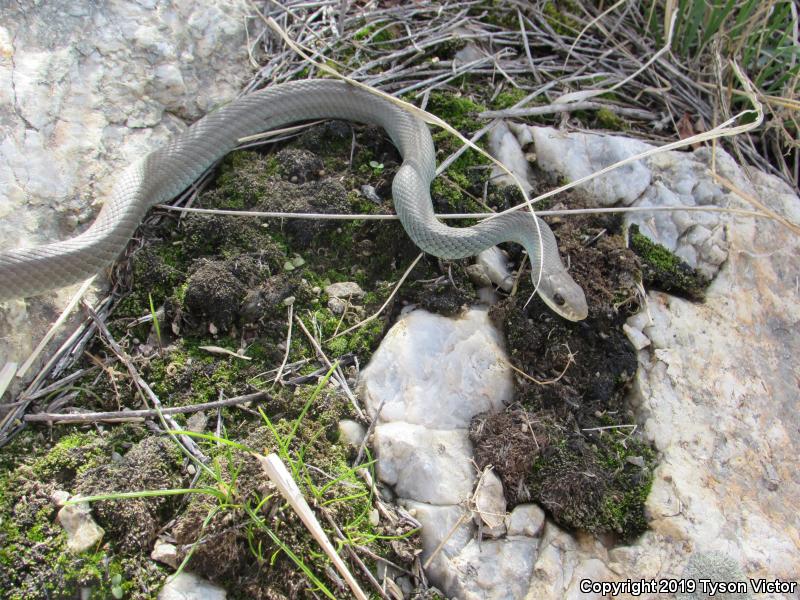 Western Yellow-bellied Racer (Coluber constrictor mormon)