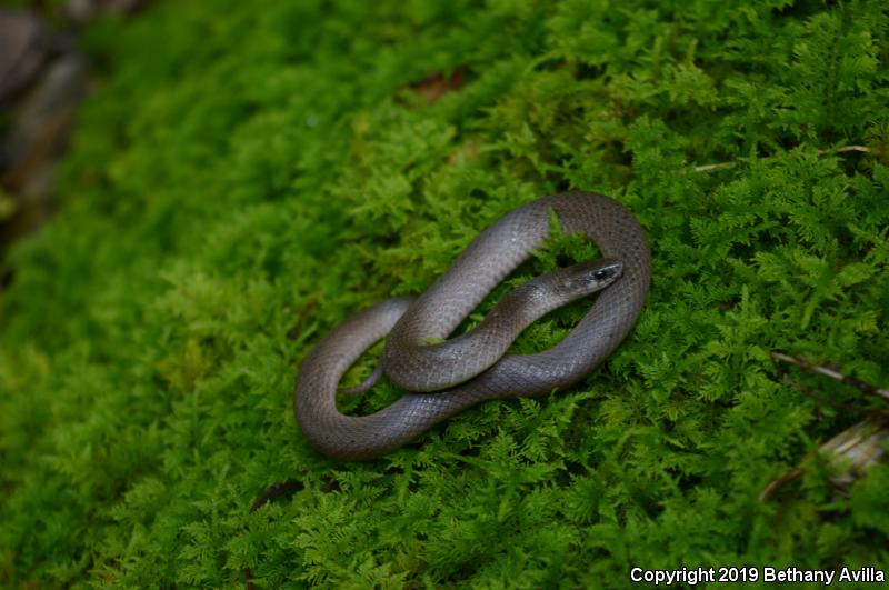 Smooth Earthsnake (Virginia valeriae)