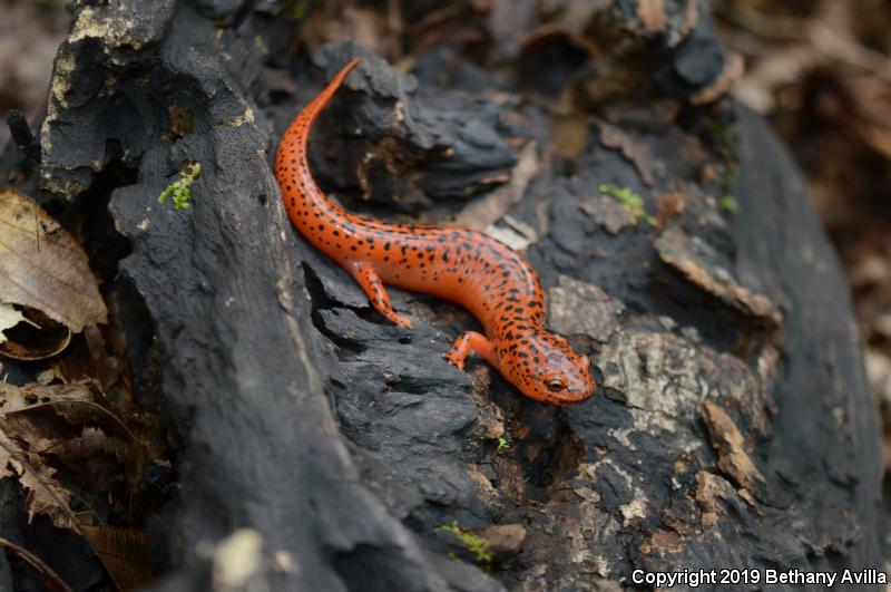 Northern Red Salamander (Pseudotriton ruber ruber)