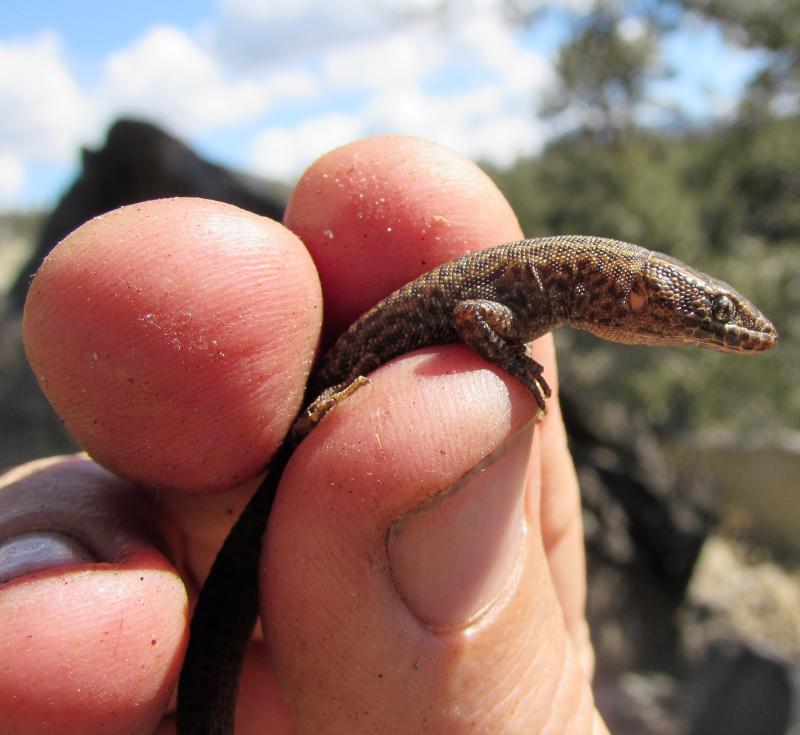 Desert Night Lizard (Xantusia vigilis)