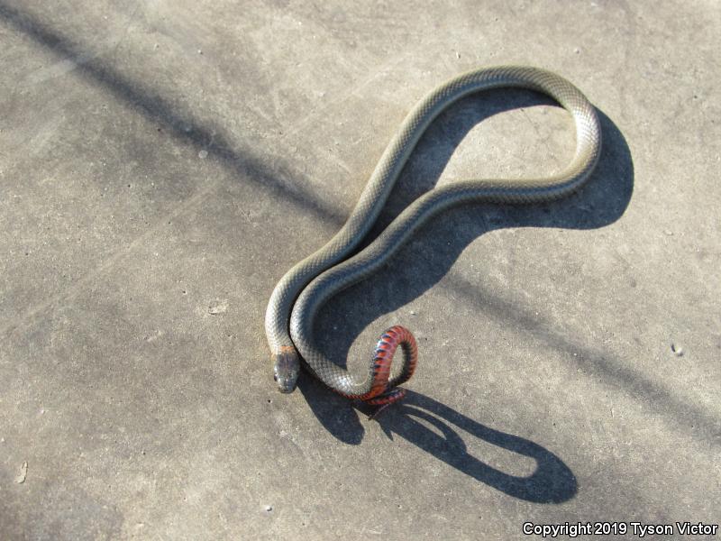 San Diego Ring-necked Snake (Diadophis punctatus similis)