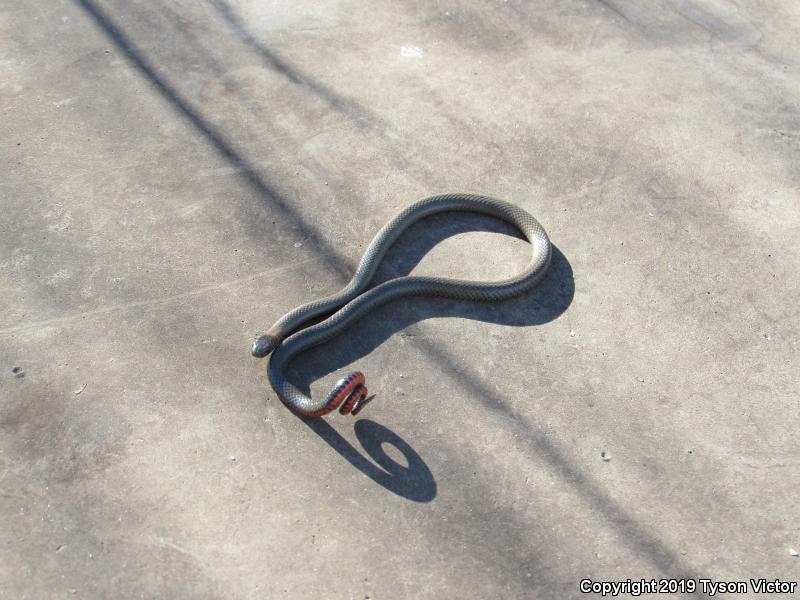 San Diego Ring-necked Snake (Diadophis punctatus similis)