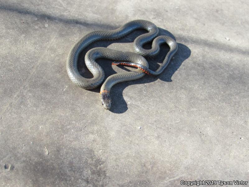 San Diego Ring-necked Snake (Diadophis punctatus similis)