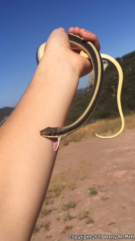 Coast Patch-nosed Snake (Salvadora hexalepis virgultea)