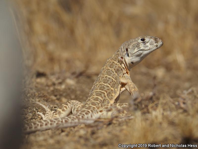 Bluntnose Leopard Lizard (Gambelia sila)