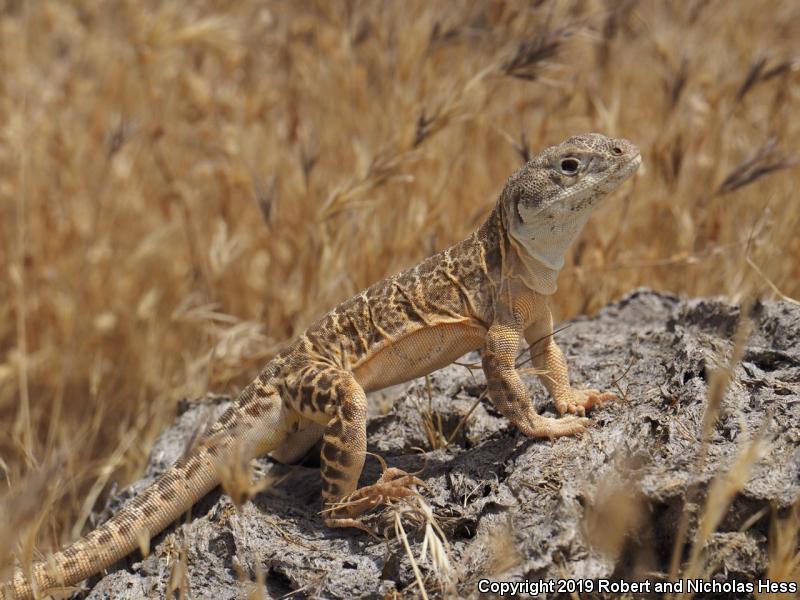 Bluntnose Leopard Lizard (Gambelia sila)