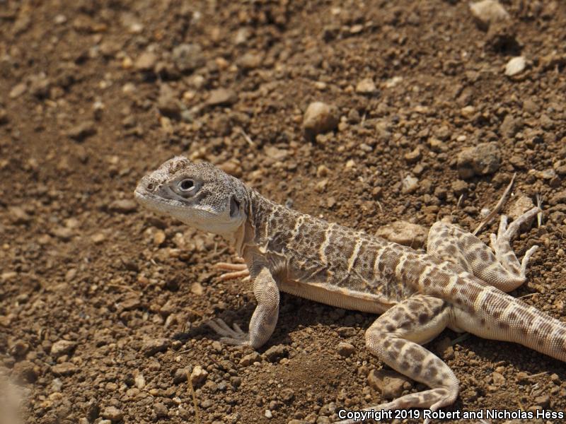 Bluntnose Leopard Lizard (Gambelia sila)