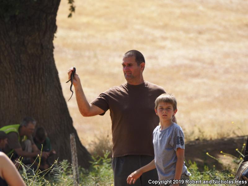 Sierra Gartersnake (Thamnophis couchii)