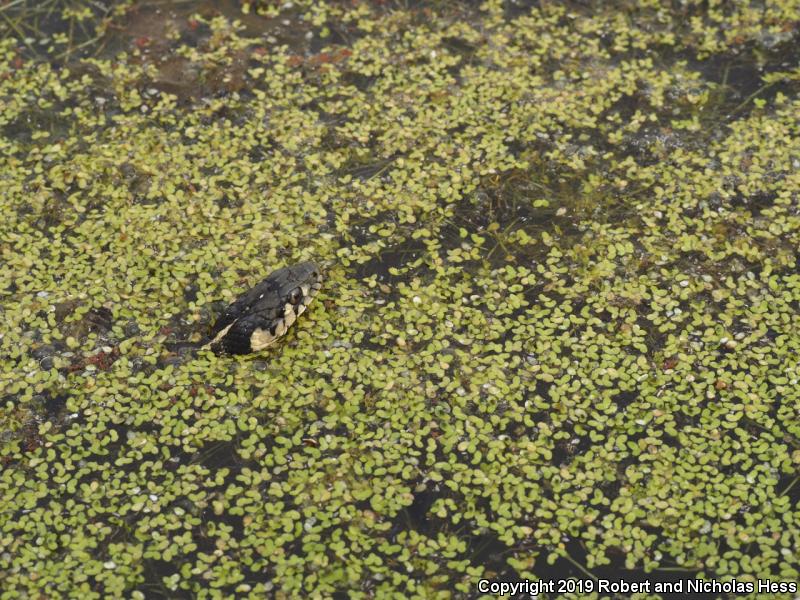 Sierra Gartersnake (Thamnophis couchii)