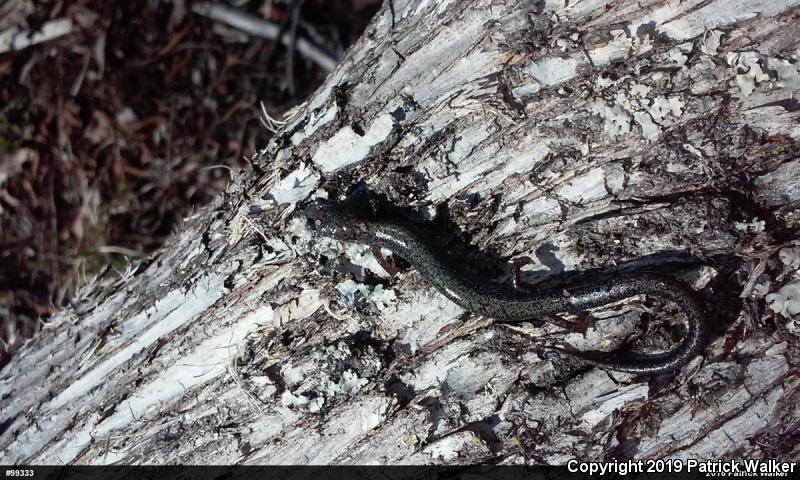 Valley And Ridge Salamander (Plethodon hoffmani)