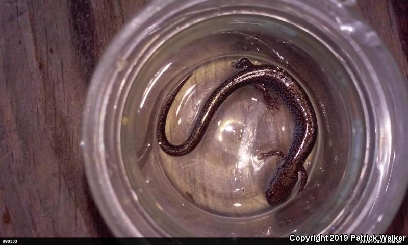 Valley And Ridge Salamander (Plethodon hoffmani)