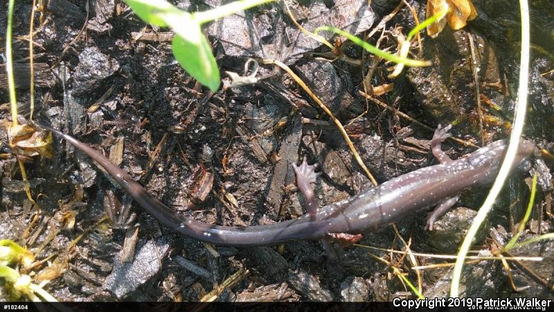 Wehrle's Salamander (Plethodon wehrlei)