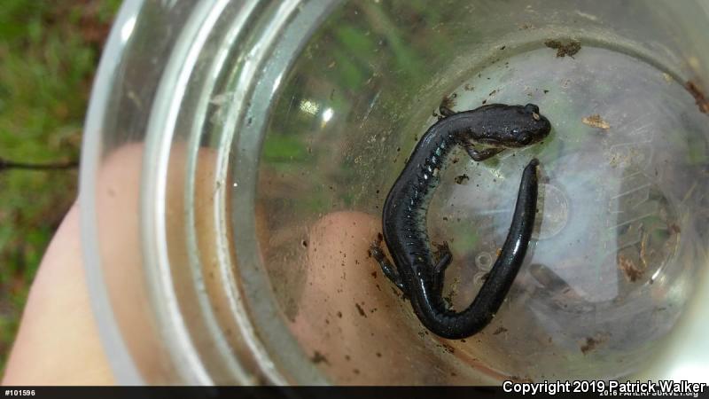 Wehrle's Salamander (Plethodon wehrlei)