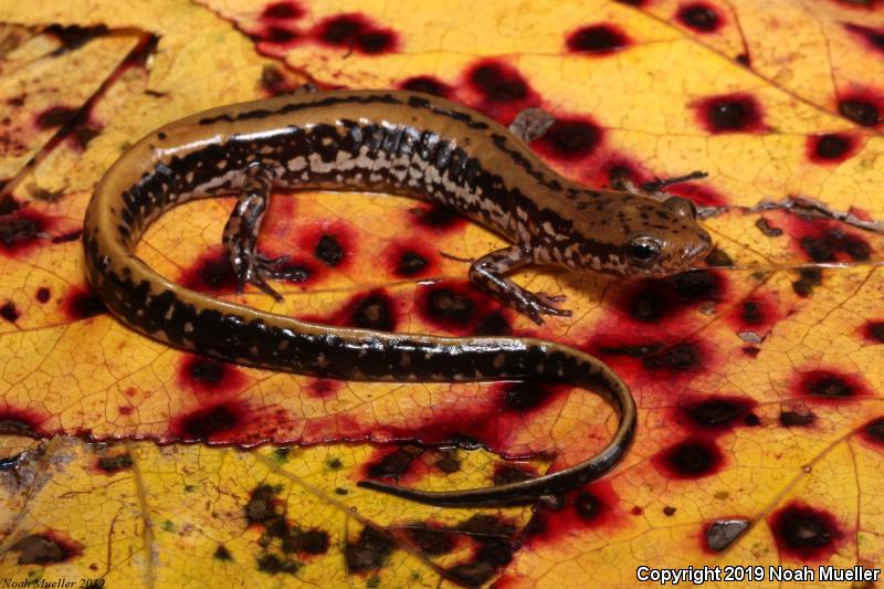 Three-lined Salamander (Eurycea guttolineata)