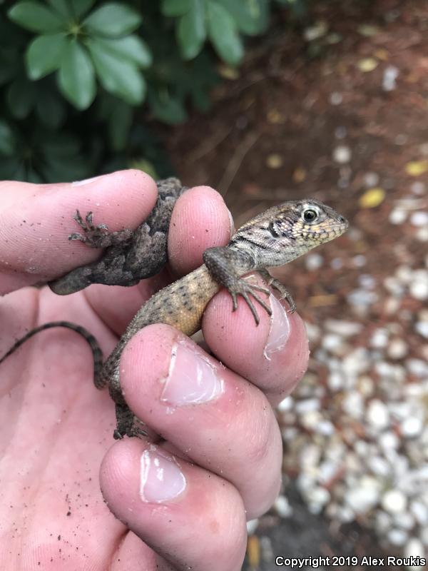 Northern Curly-tailed Lizard (Leiocephalus carinatus)