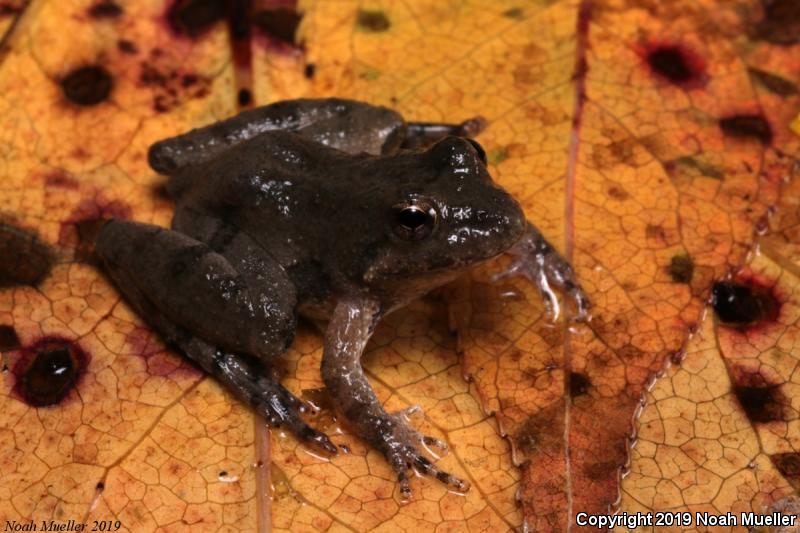 Southern Cricket Frog (Acris gryllus)