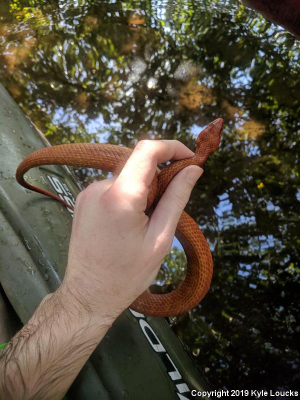 Mangrove Saltmarsh Snake (Nerodia clarkii compressicauda)