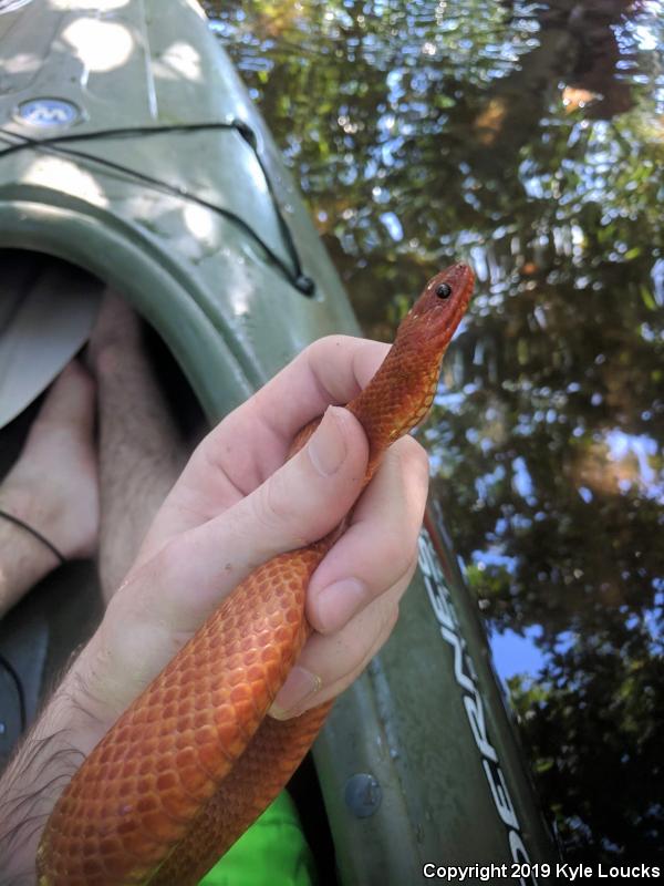 Mangrove Saltmarsh Snake (Nerodia clarkii compressicauda)