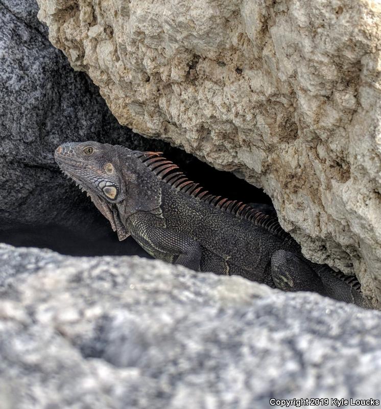 Green Iguana (Iguana iguana)